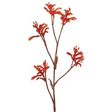 Decorative Anigozanthos LEOBER, red-orange, 30"/75cm