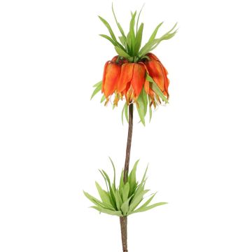 False fritillaria imperialis IMST, orange, 26"/65cm