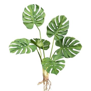 False plant Philodendron Monstera Deliciosa VOGRA, spike, roots, 26"/65cm