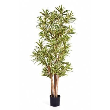 Fake Dracaena YASU, real stems, flame-resistant, green-yellow, 5ft/150cm