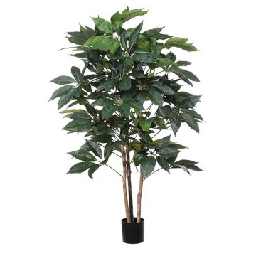 Decorative plant Schefflera BOGDANA, natural trunk, green, 5ft/160cm