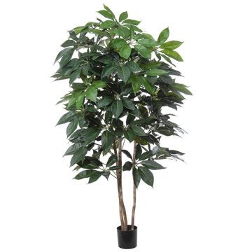 Decorative plant Schefflera BOGDANA, natural trunk, green, 6ft/190cm