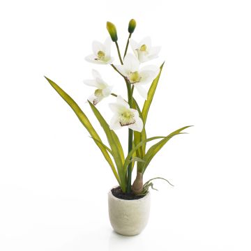 False cymbidium NALA in a terracotta pot, cream, 20"/50cm, Ø2.8"-4"/7-10cm