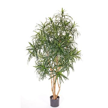 Fake dracaena reflexa PHILOMENA, real trunks, green, 5ft/160cm