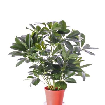 Silk schefflera LUKAS in decorative pot, green, 22"/55cm