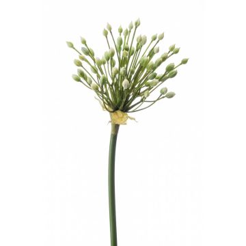 Artificial ornamental leek KATYNA, cream, 28"/70cm