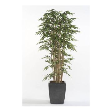 Artificial bamboo HIKITO, real stems, 6ft/175cm