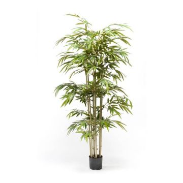 Plastic bamboo TAMANE natural stems, 6ft/180cm