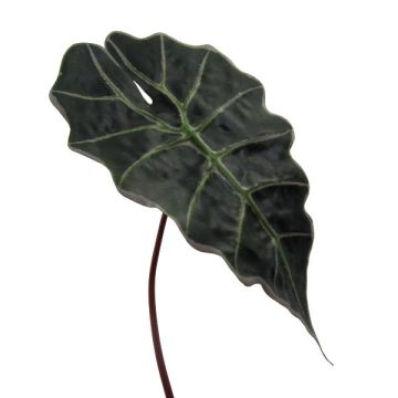 Decorative leaf Alocasia Sanderiana ALEPU, green, 26"/65cm