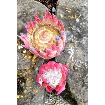 Decorative flower branch King protea TANIEKA, pink-green, 26"/65cm