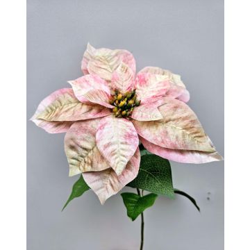 Velvet poinsettia LIBASSE, cream-pink, 26"/65cm