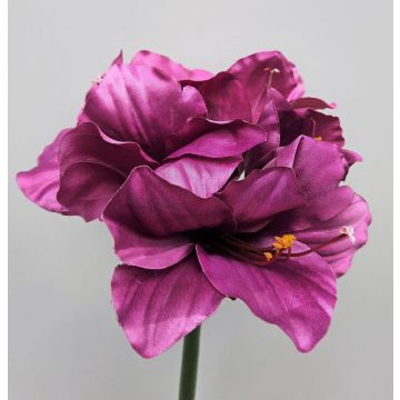 Decorative amaryllis MARKUNO, violet, 28"/70cm