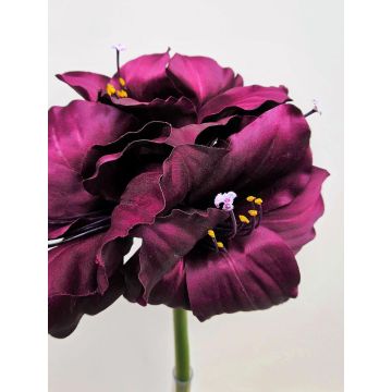 Decorative amaryllis MARKUNO, dark violet, 28"/70cm