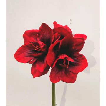 Decorative amaryllis MARKUNO, burgundy red, 24"/60cm