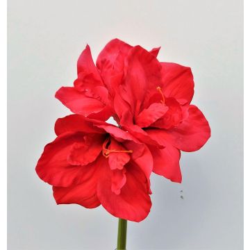 Decorative amaryllis MARKUNO, red, 24"/60cm