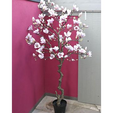 Artificial magnolia tree TIAGO, white-pink, 7ft/210cm