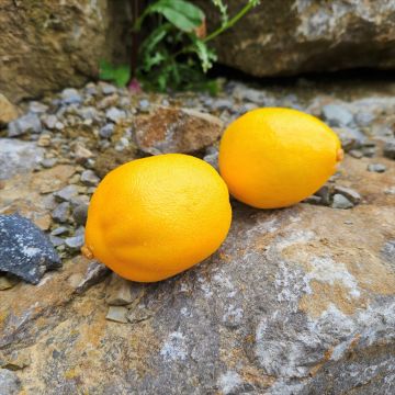 Artificial lemon AMUDARJA, yellow, 3.5"/9cm