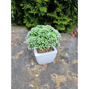 Decorative Sedum telephium KATNISS, ceramic pot, green, 5.5"/14cm