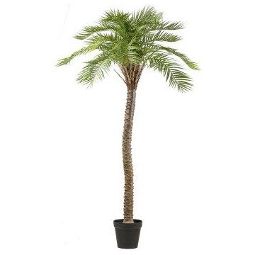 Artificial Acrocomia aculeata palm HADLEY, decorative pot, 8ft/235cm