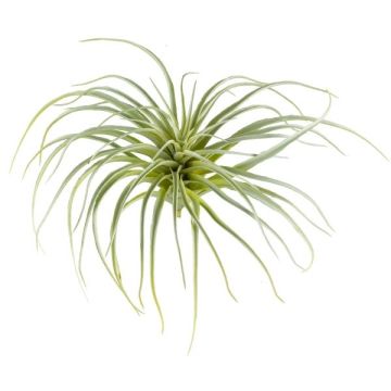 Artificial succulent Tillandsia stricta CLONK, spike, light green, 8"/20cm, Ø14"/35cm