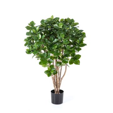 Artificial Clusia MAASYM, real stems, green, 4ft/110cm