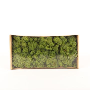 Genuine Icelandic moss SVEINBJÖRN, meadow green, 500g