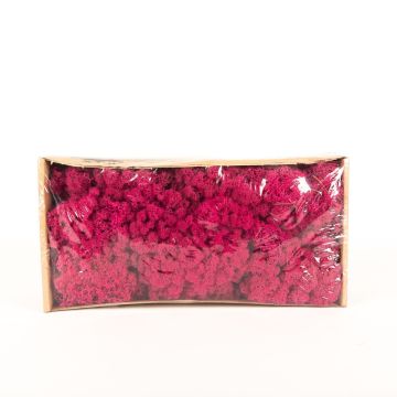 Genuine Icelandic moss SVEINBJÖRN, magenta, 500g